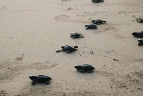 Panama schildpadden project kleine schildpadjes op het strand  