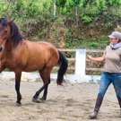 Paarden Project Costa Rica ook aan het trainen