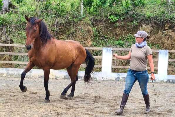 Paarden Project Costa Rica ook aan het trainen