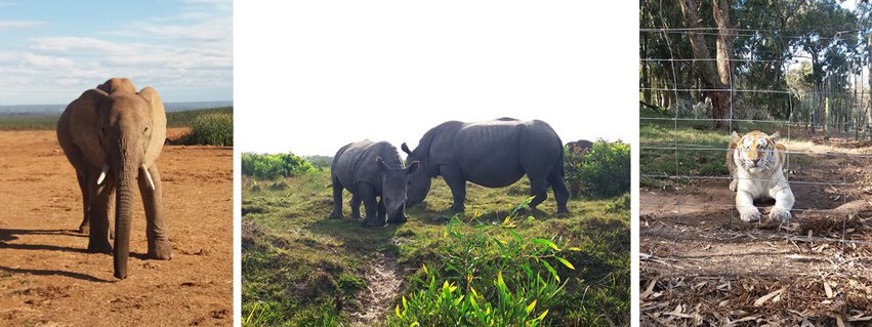 Vrijwilligerswerk Zuid Afrika wildlife