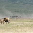 Ngorongoro Safari leeuw en leeuwin 