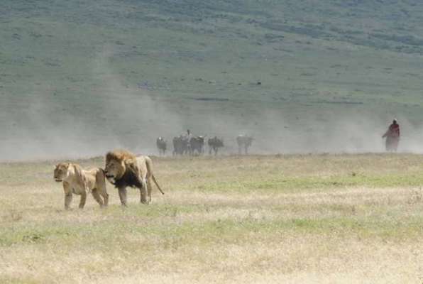 Ngorongoro Safari leeuw en leeuwin 