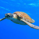 Vrijwilligerswerk in Turkije Zeeschildpadden project zeeschildpad in het water