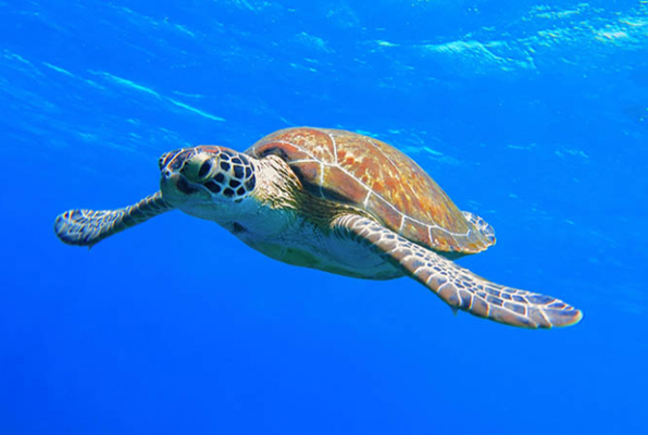 Vrijwilligerswerk in Turkije Zeeschildpadden project zeeschildpad in het water