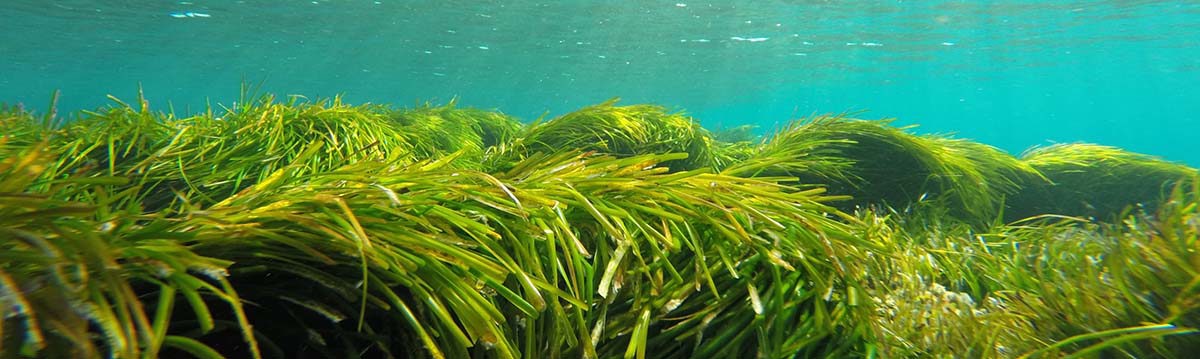 Zee en kustbehoud waterplanten