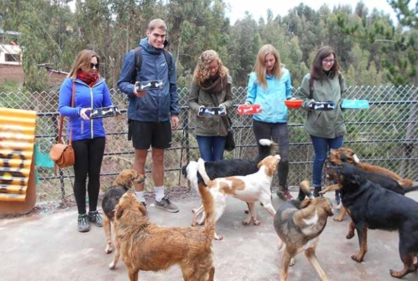 Honden project Peru vrijwilligerswerk eten geven 