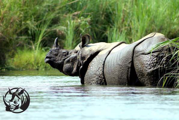 Chitwan Jungle Safari Nepal neushoorn