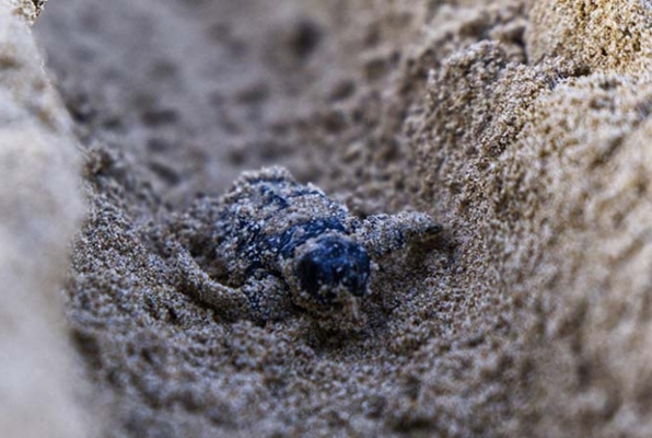 Zee schildpadden conservation project Griekenland baby schildpad 