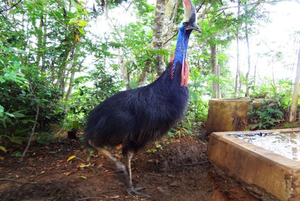 Java wildlife project bijzondere vogel