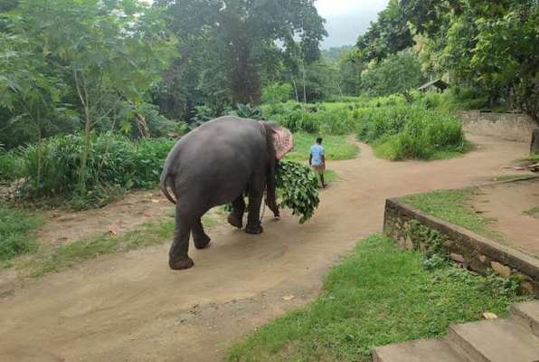 Olifanten Project Sri Lanka olifant 