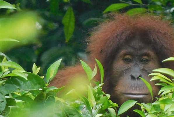 Sumatra vrijwilligerswerk orang oetan in de boom