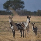 Safari Tanzania big 5 in de jeep zebras