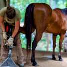 Paarden Project Costa Rica bezig met een paard