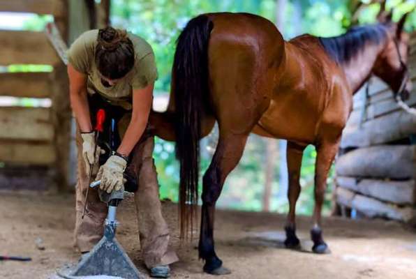 Paarden Project Costa Rica bezig met een paard