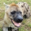 Wildlife project Zuid Afrika de mascotte 