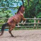 Paarden Project Costa Rica aan het trainen