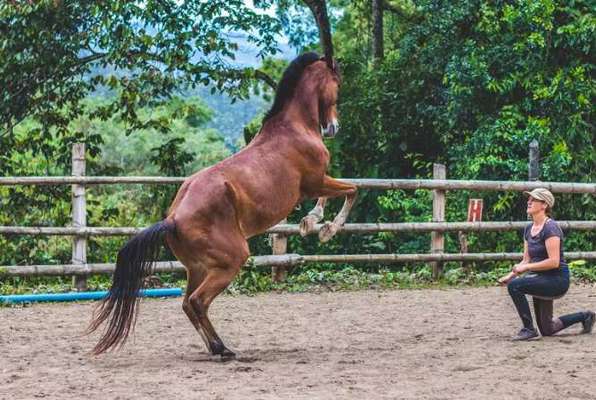 Paarden Project Costa Rica aan het trainen