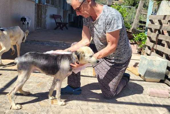 Honden en katten project Griekenland hond aan het wassen