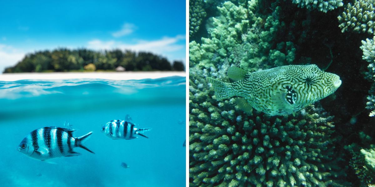 Snorkelen Zanzibar