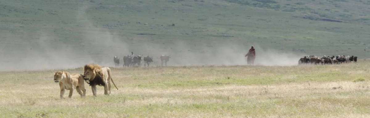 Ngorongoro Safari Leeuw en Leeuwin super mooie natuur