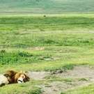 Ngorongoro Safari leeuw slapen