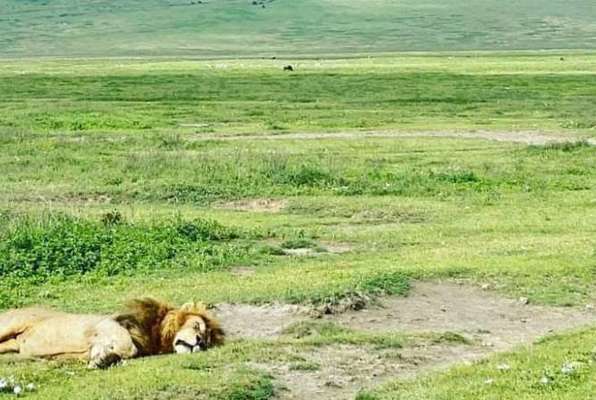 Ngorongoro Safari leeuw slapen