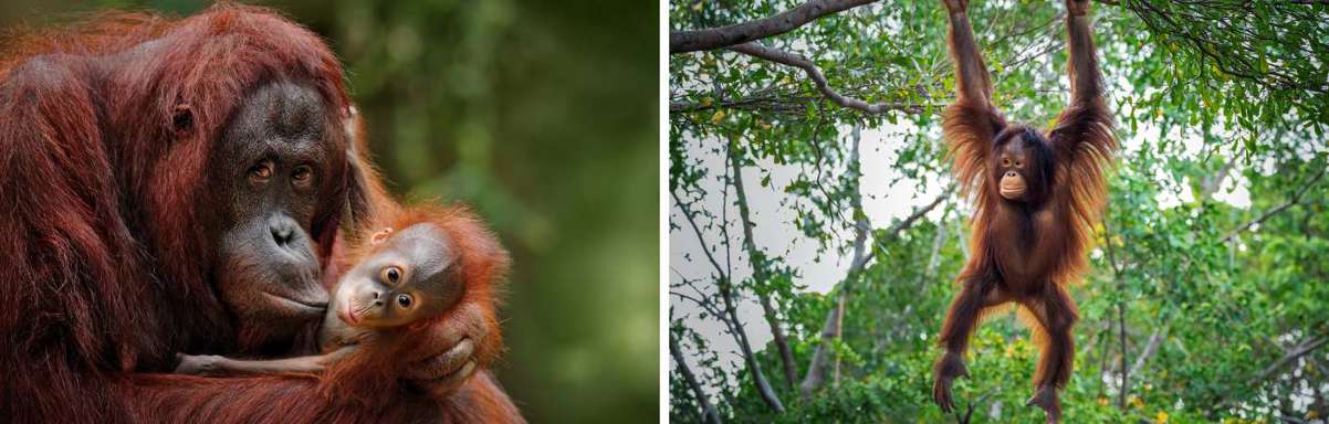 High lights Sumatra Orang oetnag jungle tocht