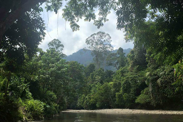 Sumatra vrijwilligerswerk orang oetan project hele mooie natuur