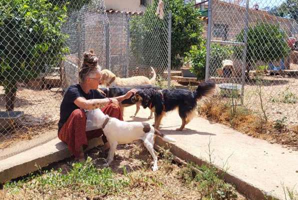 Honden en katten project Griekenland met de honden