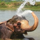 Emma vrijwilliger in Nepal met olifant 