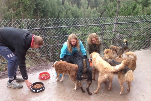 Honden project Peru vrijwilligerswerk ook eten geven 