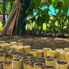 Community Project Costa Rica plantjes planten