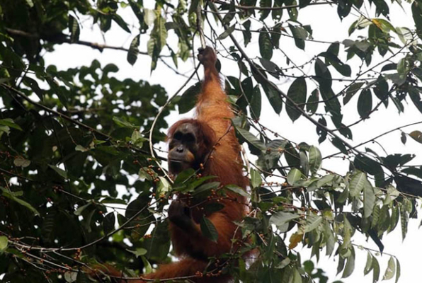 Ontdek Noord Sumatra Orang oetang dichtbij