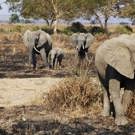 Jongerenreis Tanzania en Zanzibar olifanten 