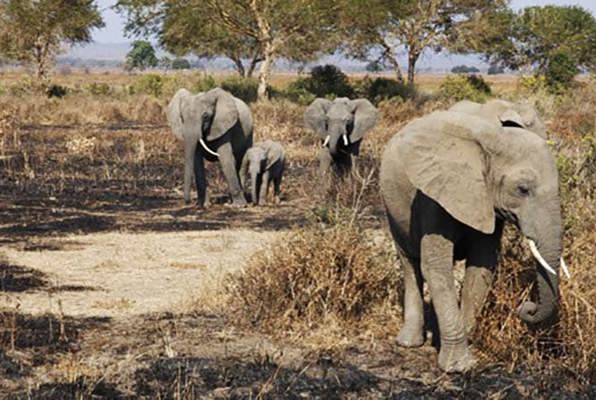 Jongerenreis Tanzania en Zanzibar olifanten 