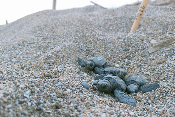 Vrijwilligerswerk in Turkije Zeeschildpadden project kleintjes 